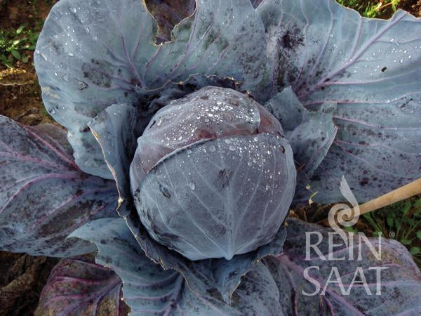 Cabbage Tête Noire 3