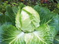 Cabbage Golden Acre