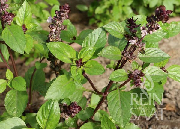 Herb Cinnamon basil