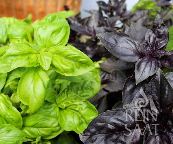 Herb Basil mixture, green/red