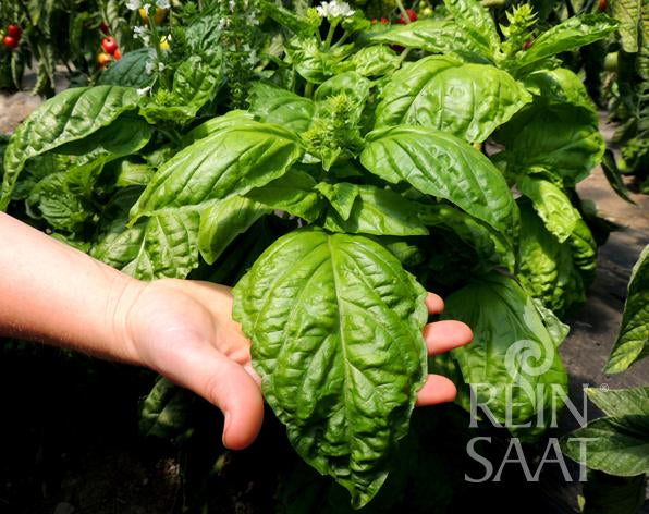 Herb Basil a foglia di lattuga