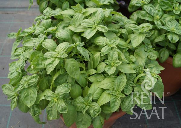 Herb Basil italica