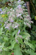 Herb Borage
