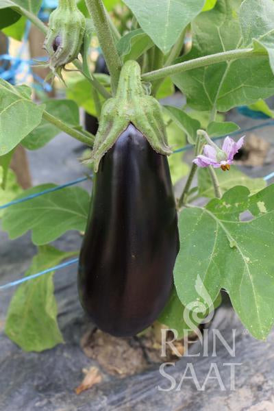 Eggplant Luiza