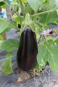 Eggplant Luiza