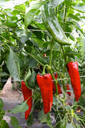 Capsicum Corno rosso