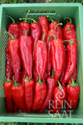 Capsicum Korosko