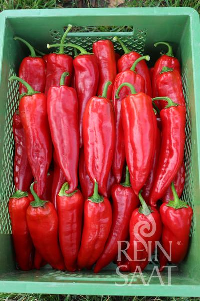 Capsicum Korosko