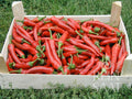 Chili De Cayenne