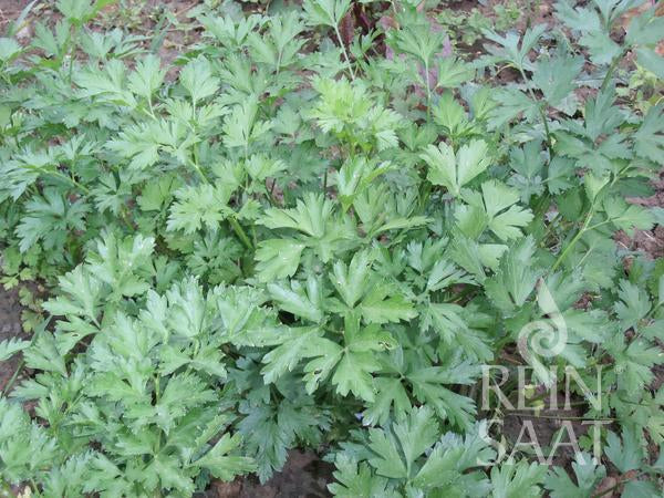 Herb Gigante d‘Italia