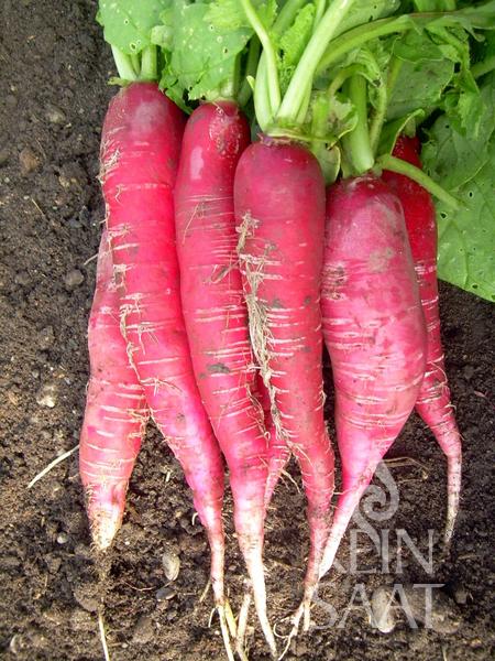 Radish Ostergruß Rosa 2