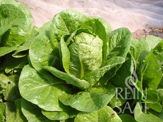 Lettuce Lorraine