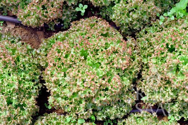 Lettuce Lollo rossa