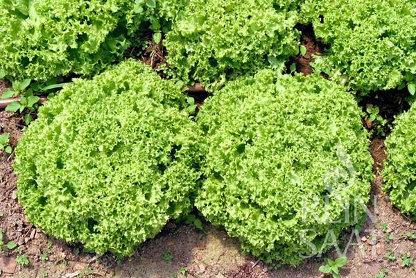 Lettuce Lollo Bionda