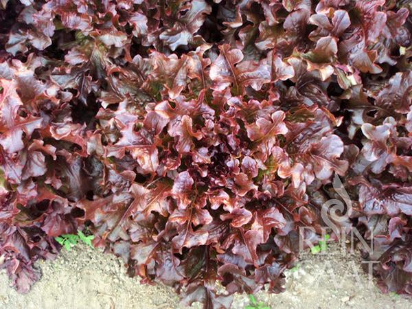 Lettuce Red Salad Bowl