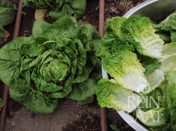 Lettuce Little Gem