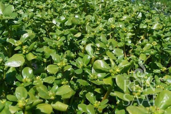 Purslane Sommerportulak, gelber