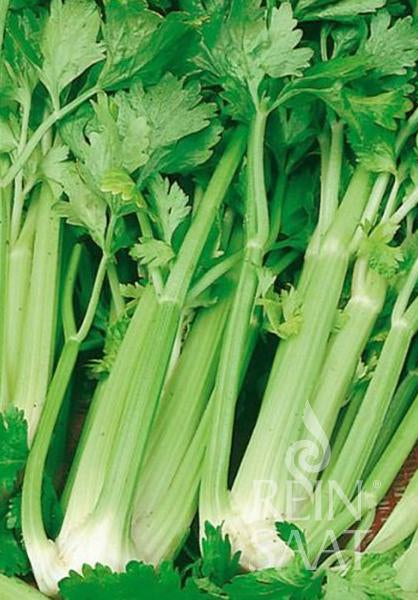 Celery Tall Utah 52/70
