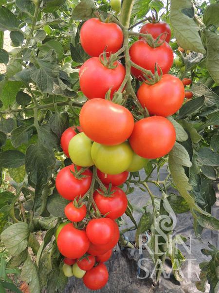 Tomato Hellfrucht