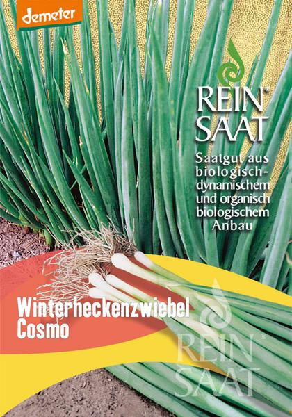 Onion Winterheckenzwiebel Cosmo